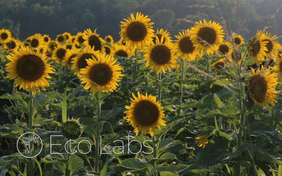 Initiative:<br />ECO LABS