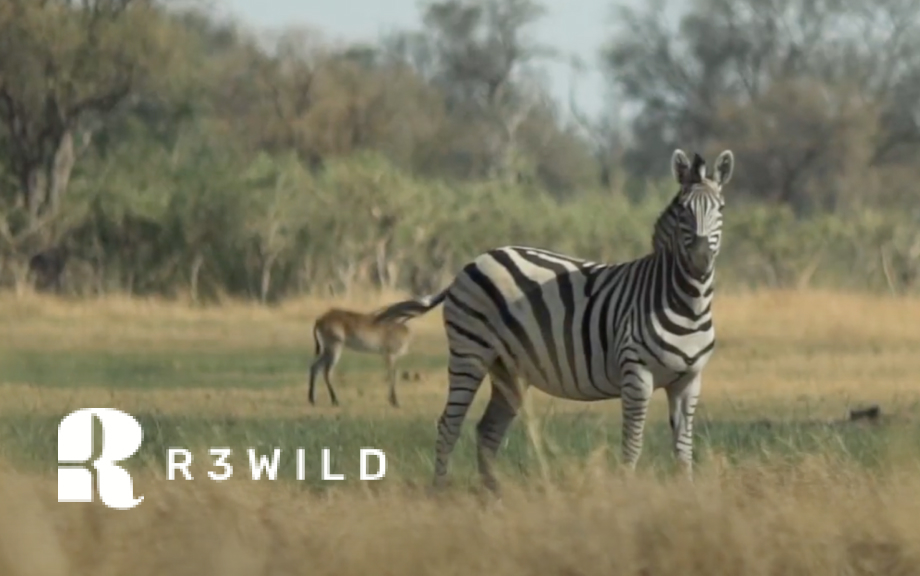 Initiative:<br />R3WILD