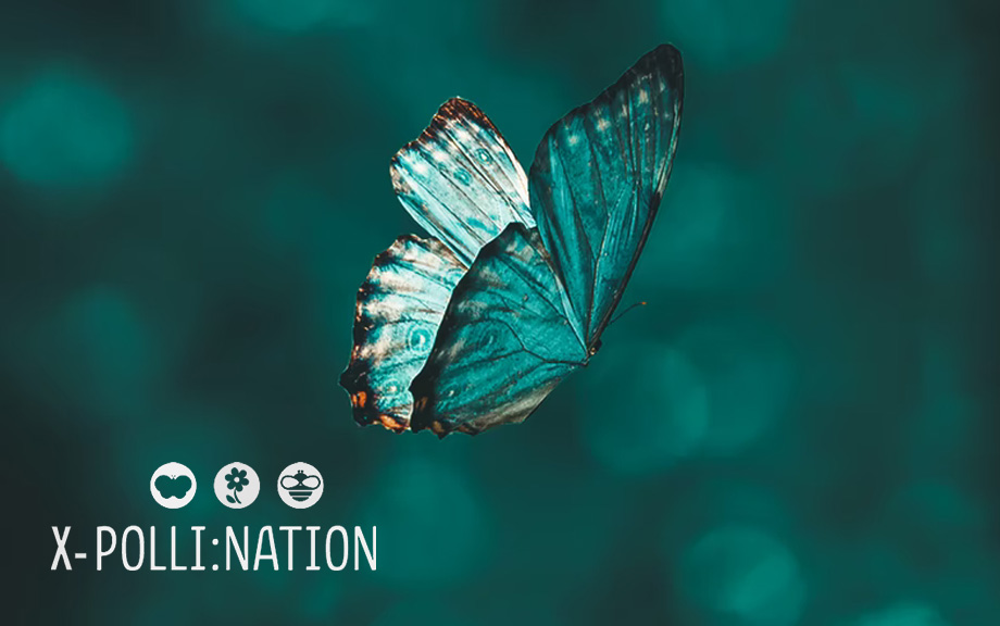 Initiative:<br />X-POLLI:NATION